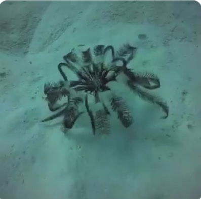 Feather star. Scott Hefti Feather star. Scott Hefti
