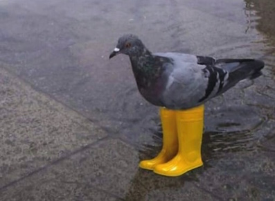 Venise. Flood. nov 2019 pigeon 